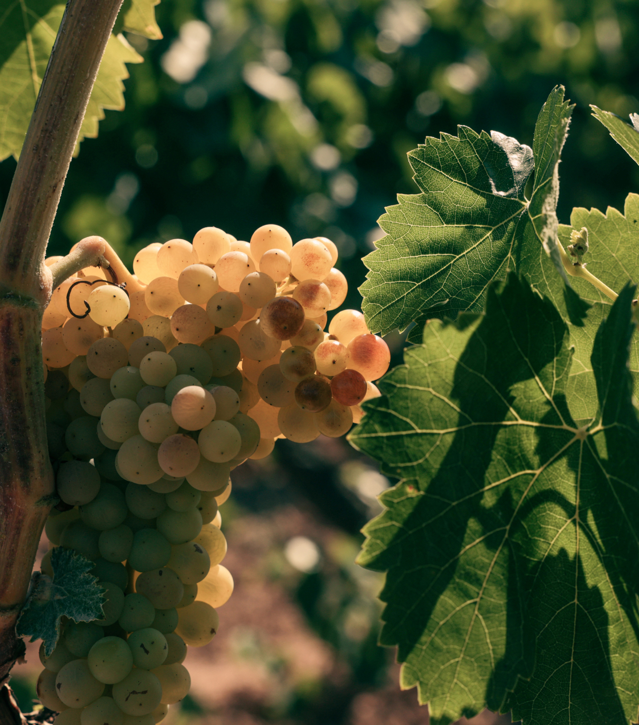 <h1> MERCAT ONLINE DE RAÏM </h1><h3> Registrar-s’hi és gratuït</h3><br><a href='https://mora.innovi.cat/'class='btn-slider-rosa' draggable='false'>ACCEDEIX</a>