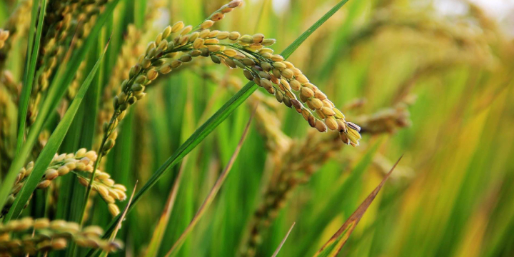 El Parlamento Europeo aprueba un nuevo marco regulatorio que facilita la innovación en la mejora vegetal