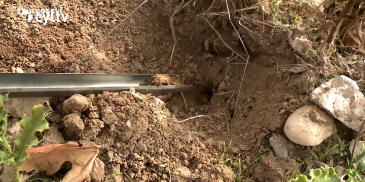 Del suelo a la copa: micorrizas que salvan la uva y elevan el vino